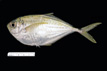 Chloroscombrus chrysurus, Atlantic bumper, from SEAMAP collections 